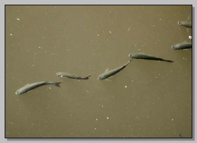pesce pulitore e cefali